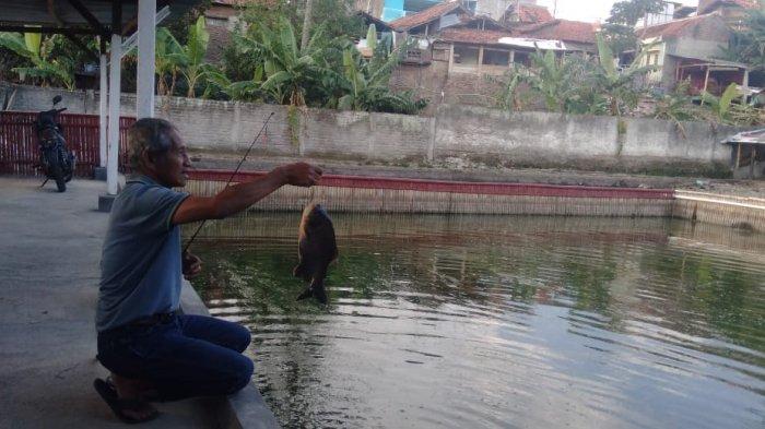 3 Cara Budidaya Kolam Wisata Pemancingan Bawal